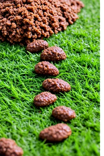 spirulina,ragi,cocoa powder,azolla,chlorella,brigadeiros,cacao,microflora,coffee seeds,mucuna,biopesticide,seeds,cercospora,green wallpaper,clay soil,earthgrains,mucilaginous,microphotography,rice seeds,robusta,Art,Artistic Painting,Artistic Painting 35