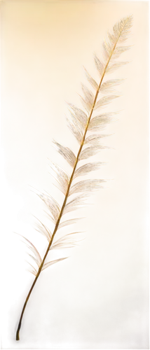 feather bristle grass,pennisetum,chicken feather,white feather,ostrich feather,swan feather,hawk feather,bird feather,phragmites australis,spikelets,feather,phragmites,foxtail,elymus repens,hare tail grasses,peacock feather,seed-head,grass fronds,reed grass,grasses in the wind,Illustration,Abstract Fantasy,Abstract Fantasy 09