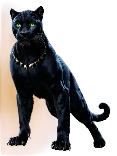 canis panther,panther,black cat,head of panther,pet black,rex cat,breed cat,halloween black cat,chartreux,cat vector,napoleon cat,felidae,capricorn kitz,onyx,cat warrior,big cat,zodiac sign leo,wildcat,animal feline,domestic short-haired cat,Conceptual Art,Oil color,Oil Color 12