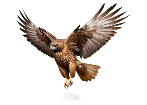 Hawk, screaming, sharp eyes, strong beak, brown feathers, spread wings, flying pose, dark background, spotlight, dramatic lighting, close-up shot, 4K resolution, realistic texture, detailed feathers.,