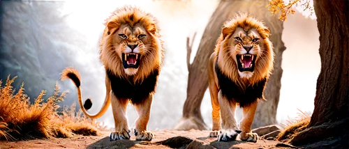 male lions,panthera leo,two lion,lionesses,forest king lion,lions,jayasimha,leones,lion children,smilodon,aslan,magan,tygers,tigon,narasimha,kion,african lion,roaring,male lion,lions couple,Illustration,Realistic Fantasy,Realistic Fantasy 47