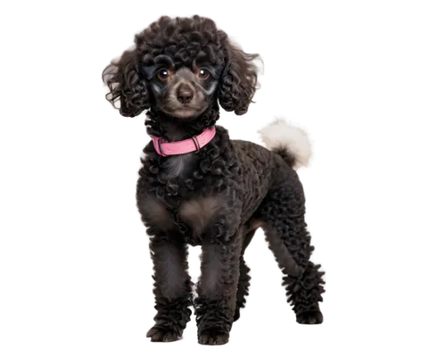 cocker spaniel,labradoodle,derivable,poodle,chihuahua poodle mix,schnoodle,spaniel,pet black,lumo,ruffelle,shih poo,poodles,marny,lumen,dog angel,female dog,melanism,purdey,german longhaired pointer,havanese,Conceptual Art,Daily,Daily 25