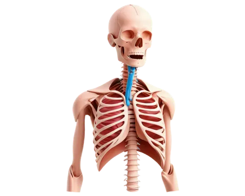 human skeleton,sternocleidomastoid,skeletal,esophagus,skeletal structure,esophageal,skeleton,respiratory,periorbital,pleuropneumonia,bronchial,velopharyngeal,pulmonic,scoliosis,pneumoconiosis,medical illustration,pulmonology,endotracheal,submandibular,human internal organ,Unique,3D,Toy