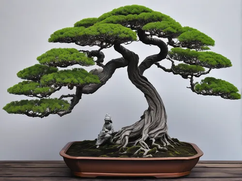 bonsai tree,bonsai,japanese kuchenbaum,prostrate juniper,the japanese tree,elm bonsai,dwarf pine,dragon tree,maple bonsai,chilean cedar,dwarf tree,growing mandarin tree,silk tree,american pitch pine,canarian dragon tree,flourishing tree,arizona cypress,two needle pinyon pine,norfolk island pine,oregon pine,Illustration,Realistic Fantasy,Realistic Fantasy 07