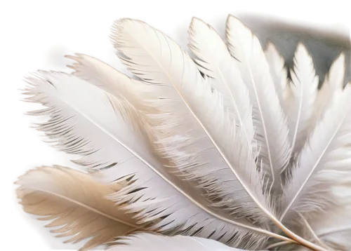 white feather,swan feather,feathers,parrot feathers,feather headdress,pigeon feather,feather,bird feather,beak feathers,peacock feathers,plumes,chicken feather,color feathers,ostrich feather,hawk feather,whitewings,feather jewelry,plumas,angel wings,feather carnation,Photography,Black and white photography,Black and White Photography 04