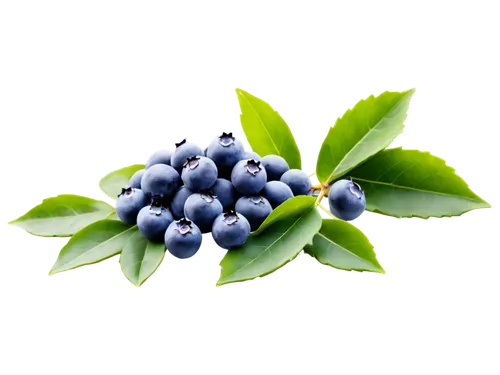 Fresh blueberries, cluster of small round fruits, bright blue skin, plump juicy flesh, green leaves, wooden table, morning light, shallow depth of field, soft focus, warm color tone, 3/4 composition, 