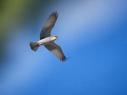 a white bird flying across the sky with a worm in its beak,sterna hirundo,black-winged kite,pratincole,hirundo,petrel,flying tern