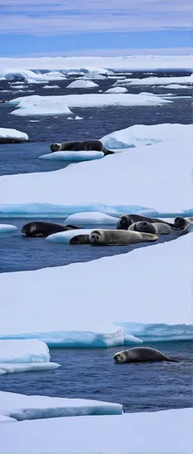 Weddell seal, weddell seal photos, seal photos, antarctica seals, antarctica seal photos, Erebus Bay, Erebus Bay wildlife,ice floes,arctic ocean,sea ice,ice floe,seal hunting,icebergs,arctic antarctic