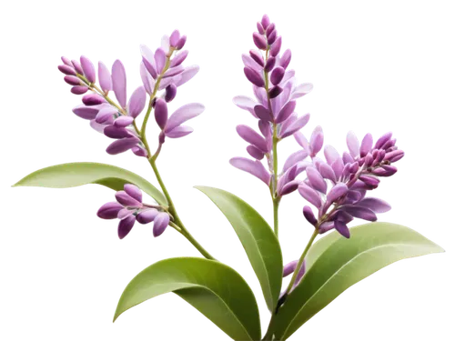 india hyacinth,flowers png,small-leaf lilac,daphne flower,fernleaf lavender,wild orchid,curcuma,graph hyacinth,syringa,heath orchid,egyptian lavender,purple lilac,soprano lilac spoon,lilac orchid,ericaceae,common lilac,golden lilac,wall,hyacinths,aromatic plant,Illustration,Paper based,Paper Based 10