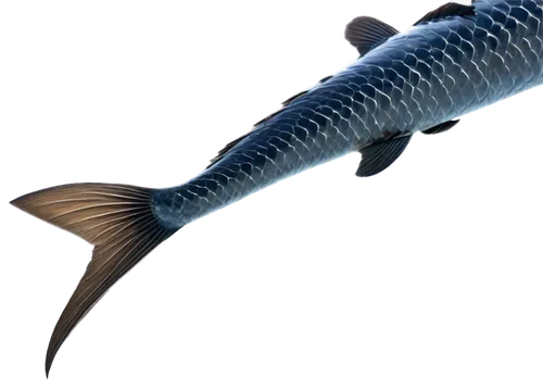 pacific sturgeon,gar,coelacanth,sturgeon,chinese sturgeon,arapaima,anodorhynchus,lake sturgeon,tobaccofish,acanthorhynchus tenuirostris,blue stripe fish,mergus,steckerlfisch,oncorhynchus,remora,barramundi,fish tern,lissotriton,giant carp,rhino fish,Conceptual Art,Daily,Daily 09