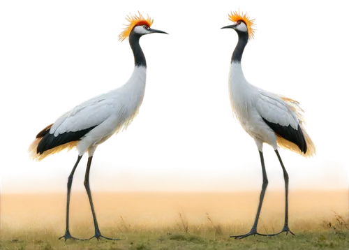 red-crowned crane,bustards,jacanas,white storks,eastern crowned crane,egrets,white-naped crane,cranes,jabiru,bird couple,small wading birds,grey crowned crane,gwe,gray crowned crane,flamingo couple,grey neck king crane,storks,spoonbills,helmetshrikes,avocets,Illustration,Realistic Fantasy,Realistic Fantasy 22