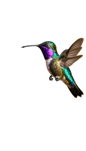 humming bird,bee hummingbird,calliope hummingbird,annas hummingbird,rofous hummingbird,bird hummingbird,hummingbird large,ruby-throated hummingbird,allens hummingbird,humming bird pair,hummingbirds,anna's hummingbird,humming bird moth,black-chinned hummingbird,humming birds,colibri,ruby throated hummingbird,gouldian,rufus hummingbird,sunbird,Art,Artistic Painting,Artistic Painting 03