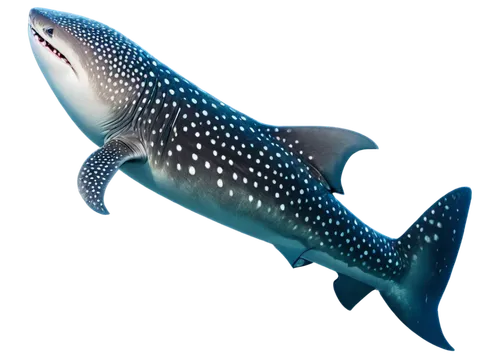 oncorhynchus,cetacea,tursiops truncatus,cetacean,spotted dolphin,whale shark,porpoise,common dolphins,rough-toothed dolphin,short-beaked common dolphin,white-beaked dolphin,cartilaginous fish,northern whale dolphin,marine reptile,bronze hammerhead shark,anodorhynchus,shark,dolphin fish,harbour porpoise,requiem shark,Illustration,Retro,Retro 22