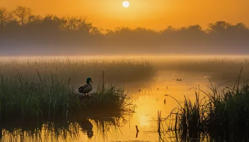 the danube delta,danube delta,marsh bird,first light,water fowl,wetland,morning mist,waterfowl,daybreak,marsh,mallard,freshwater marsh,migratory bird,backwaters,american black duck,wetlands,brahminy duck,wading bird,polder,evening lake,Conceptual Art,Fantasy,Fantasy 07