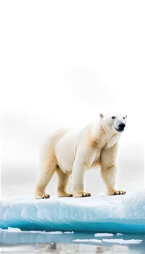 Polar bear, standing on melting iceberg, worried expression, fur blowing in wind, ice chunks floating in background, warm lighting, cinematic composition, shallow depth of field, dramatic clouds, 3/4 