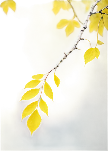 birch tree background,spring leaf background,yellow leaves,yellow leaf,leaf background,beech leaves,beech leaf,gold leaves,maple foliage,golden leaf,ginkgo,gingko,tree leaves,ginkgo biloba,leaf branch,leaf maple,leaves in the autumn,ginkgo leaf,thunberg's fan maple,maple leave,Art,Artistic Painting,Artistic Painting 33