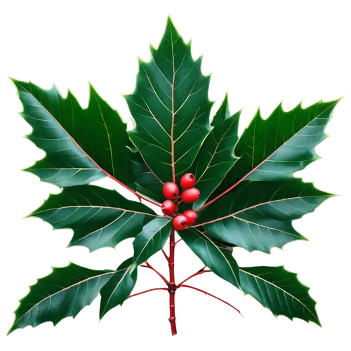 american holly,holly leaves,holly wreath,xanthorrhoeaceae,black rowan,wreath vector,oleaceae,red green,christmas tree pattern,greed,custody leaf,red and green,holly bush,chestnut leaf,walnut leaf,hokka tree,horse chestnut red,sorbus aucuparia,leaf background,four-leaf,Conceptual Art,Sci-Fi,Sci-Fi 11