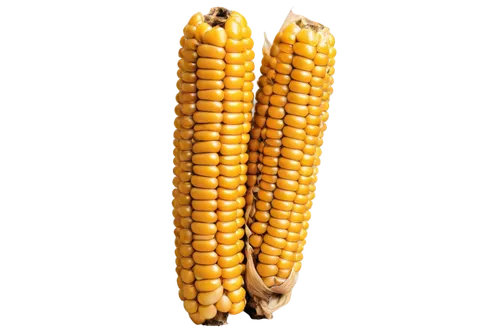 maize,corncobs,cornhusker,corn,corns,playcorn,cornelison,kernels,sweetcorn,cornelisz,corn ordinary,mycotoxins,ornamental corn,corn pattern,cecrops,cartoon corn,winter corn,oldcorn,corncob,ears of corn,Illustration,Paper based,Paper Based 15