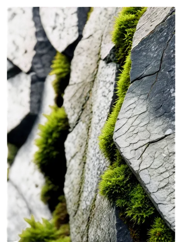 moss landscape,greenschist,mountain stone edge,spleenwort,tree moss,bryophytes,bryophyte,moss saxifrage,wall texture,moss,forest moss,stone wall,mossy,foliation,rock walls,stone background,rockery,lichens,outcrop,lichen,Photography,Black and white photography,Black and White Photography 14