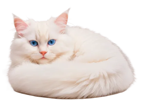 white cat,fluffernutter,cat on a blue background,snowbell,blue eyes cat,cat with blue eyes,ragdoll,fat cat,rotund,snowball,himalayan persian,cat vector,cat image,minurcat,cats angora,bluesier,birman,siamese,catroux,beanbag,Conceptual Art,Oil color,Oil Color 16