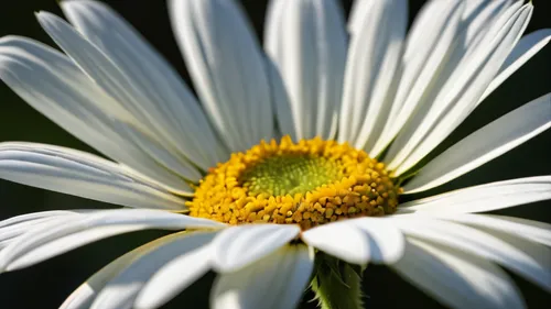 ox-eye daisy,shasta daisy,marguerite daisy,oxeye daisy,leucanthemum,flannel flower,common daisy,leucanthemum maximum,perennial daisy,the white chrysanthemum,daisy flower,mayweed,marguerite,camomile flower,european michaelmas daisy,south african daisy,white chrysanthemum,barberton daisy,african daisy,echinacea purpurea 'white swan,Photography,General,Fantasy