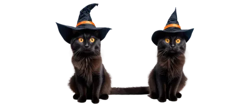 witches' hats,halloween cat,witches legs,witch's legs,halloween black cat,witch hat,oriental shorthair,witch's hat icon,costume hat,witches hat,witch's hat,halloweenkuerbis,halloween witch,hallloween,witches legs in pot,halloween pumpkin gifts,halloween costumes,halloween silhouettes,cat vector,cat image,Photography,Documentary Photography,Documentary Photography 19