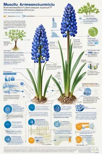 muscari armeniacum,muscari,graph hyacinth,blue grape hyacinth,grape hyacinths,grape hyacinth,mertensia,hyacinths,common grape hyacinth,perennial plants,agapanthus,grape-hyacinth,jasione montana,medicinal plants,plant pathology,nymphaeaceae,myosotis,siberian squill,ornamental plants,india hyacinth,Unique,Design,Infographics