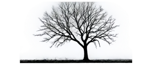 isolated tree,tree silhouette,old tree silhouette,arbre,tree thoughtless,bare tree,leafless,winter tree,deciduous tree,lone tree,creepy tree,a tree,albero,lonetree,birch tree background,tree,arboreal,the branches of the tree,tree white,small tree,Illustration,Black and White,Black and White 06