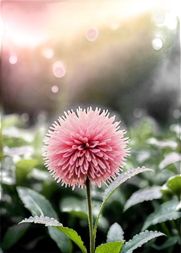 pink chrysanthemum,pompom dahlia,dahlia pink,pink dahlias,chrysanthemum background,chrysanthemum cherry,pink clover,pink chrysanthemums,flower in sunset,korean chrysanthemum,pink flower,red clover flower,chrysanthemum,celestial chrysanthemum,red chrysanthemum,japanese anemone,flower wallpaper,gerbera flower pink,calliandra,siberian chrysanthemum,Conceptual Art,Fantasy,Fantasy 33