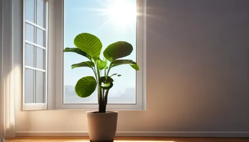 an image of a plant in a pot near a window,phototropism,hostplant,indoor plant,banana plant,houseplant,money plant