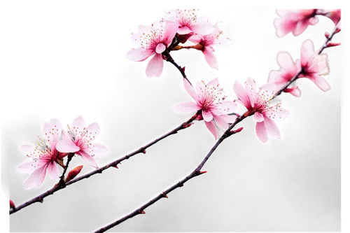 plum blossoms,plum blossom,cherry blossom branch,the plum flower,japanese cherry,apricot blossom,japanese cherry blossom,cherry branches,sakura flower,cherry blossom,peach blossom,japanese cherry blossoms,japanese sakura background,sakura branch,prunus,sakura cherry tree,japanese carnation cherry,pink cherry blossom,apricot flowers,takato cherry blossoms,Conceptual Art,Graffiti Art,Graffiti Art 01