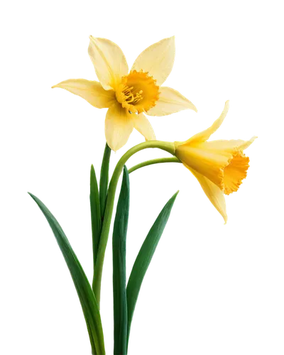 the trumpet daffodil,daffodils,flowers png,daffodil,easter lilies,yellow daffodils,tulipa,yellow daffodil,turkestan tulip,jonquils,star-of-bethlehem,tulip background,flower background,yellow orange tulip,narcissus pseudonarcissus,narcissus,tulipa sylvestris,tulipa tarda,day lily,daf daffodil,Photography,Documentary Photography,Documentary Photography 06