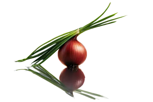 red garlic,persian onion,red onion,bulgarian onion,onion bulbs,shallot,onion,hardneck garlic,pearl onion,plum pine,date palm,scaphosepalum,clove garlic,bladder cherry,chestnut röhling,fouquieria,chinese garlic,schisandraceae,beet,red beets,Photography,Black and white photography,Black and White Photography 01