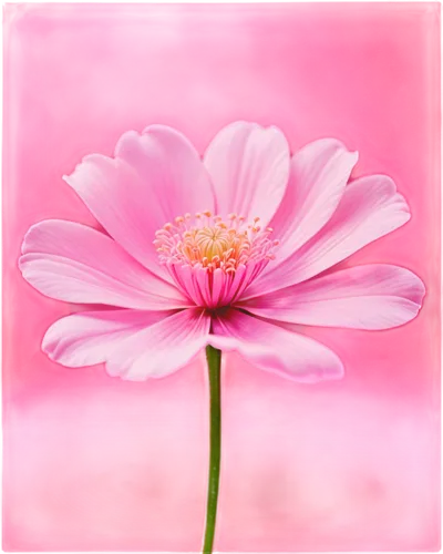 pink chrysanthemum,gerbera flower pink,cosmos flower,gerbera flower,pink anemone,pink daisies,pink cosmea,pink flower,gerbera,pink flower white,cosmos flowers,flower background,japanese anemone,pink petals,red gerbera,pink chrysanthemums,flower pink,dahlia pink,chrysanthemum background,gerbera daisies,Conceptual Art,Sci-Fi,Sci-Fi 04