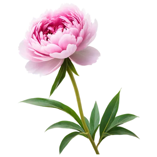 common peony,peony pink,peony,pink peony,chinese peony,wild peony,flowers png,pink lisianthus,carnation of india,pink carnation,peonies,rose png,peony frame,rose flower illustration,japanese camellia,pink floral background,peony bouquet,flower background,carnation flower,flower illustrative,Photography,General,Realistic