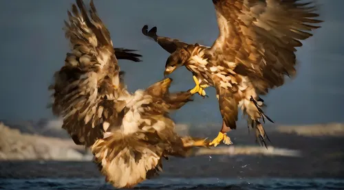 african fishing eagle,white-tailed eagle,white tailed eagle,sea head eagle,fish eagle,sea eagle,of prey eagle,steller's sea eagle,fishing hawk,african fish eagle,buteo,sea hawk,golden eagle,african ea