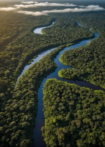 The Amazon, the world's largest rainforest, showcases incredible biodiversity and a unique ecosystem.,amazonas,pantanal,teleamazonas,zambezi,karangwa,kinabatangan,amazonia,okavango,guiana,tambopata,th