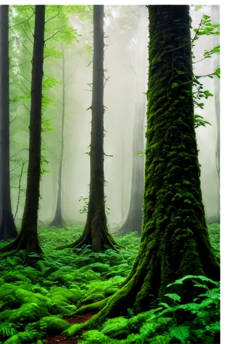 foggy forest,coniferous forest,temperate coniferous forest,fir forest,old-growth forest,tropical and subtropical coniferous forests,green forest,spruce forest,germany forest,deciduous forest,elven forest,beech forest,forests,forest landscape,spruce-fir forest,forest floor,mixed forest,bavarian forest,forest background,aaa,Photography,Documentary Photography,Documentary Photography 04