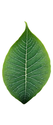 leaf background,tropical leaf,lotus leaf,spring leaf background,coconut leaf,tree leaf,magnolia leaf,green leaf,mape leaf,ginkgo leaf,palm leaf,fig leaf,fan leaf,fern leaf,water lily leaf,mammoth leaf,jungle leaf,leaf structure,acorn leaf,bigleaf,Conceptual Art,Daily,Daily 26