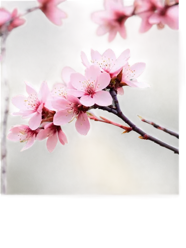 plum blossoms,japanese sakura background,japanese cherry blossom,sakura flowers,japanese floral background,pink cherry blossom,plum blossom,japanese cherry blossoms,japanese cherry,sakura flower,japanese carnation cherry,sakura blossoms,sakura cherry tree,cherry blossom branch,cherry blossoms,apricot blossom,sakura tree,hanami,apricot flowers,cherry blossom,Art,Classical Oil Painting,Classical Oil Painting 34