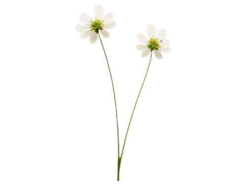 White clover, four-leafed, green stem, delicate petals, soft focus, close-up shot, shallow depth of field, natural light, warm color tone, 3/4 composition, detailed texture, realistic rendering.,two f