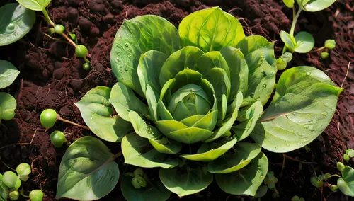 Visualize a delicate sprout emerging from rich, dark soil, its vibrant green leaves just beginning to unfurl. Soft light streams in from one side, casting a gentle glow that highlights the tender deta