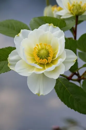 the two large flowers appear to be blooming,white water lily,white water lilies,lotus on pond,water lily flower,anemone japonica,japanese anemone,Photography,General,Realistic