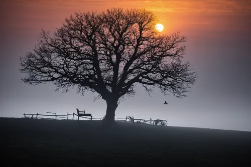 isolated tree,lone tree,foggy landscape,old tree silhouette,bare tree,tree with swing,love in the mist,tree silhouette,autumn fog,ring fog,landscape photography,fog banks,magic tree,peak district,daybreak,morning mist,oak tree,early fog,solitude,old tree,Photography,Black and white photography,Black and White Photography 01