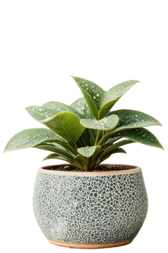 androsace rattling pot,gyokuro,garden pot,two-handled clay pot,plant pot,potted plant,money plant,china pot,hojicha,pot plant,ikebana,terracotta flower pot,clay pot,loose-leaf,plants in pots,flowerpot,shincha,houseplant,lemon myrtle,mixed cup plant,Art,Artistic Painting,Artistic Painting 38