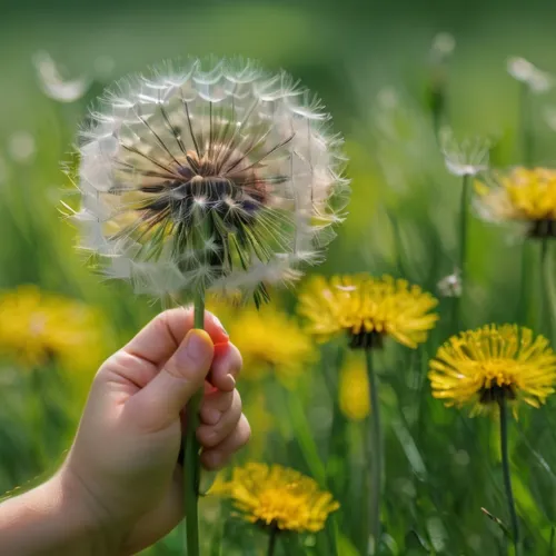 dandelion background,dandelion parachute ball,dandelion flower,common dandelion,dandelion flying,flying dandelions,Photography,Documentary Photography,Documentary Photography 25