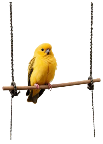 Canary bird, yellow feathers, small beak, round eyes, singing posture, perched on a swing, delicate legs, tiny claws, soft plumage, warm lighting, shallow depth of field, 3/4 composition, natural scen