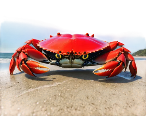 crab 2,crab 1,crab,the beach crab,red cliff crab,square crab,crabb,krab,crabs,headcrab,crabby,crustacean,ten-footed crab,krabs,crab cutter,black crab,decapod,middendorf,crayfish,crays,Illustration,Japanese style,Japanese Style 18