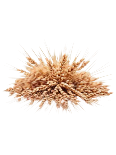 mushroom coral,desert coral,soft coral,star anemone,sea urchin,radiolarian,sunburst background,chrysanthemum background,sea anemone,softspikes,spondylus,arctium,astropecten,pappus,celestial chrysanthemum,liposome,aragonite,echinoderm,dothideomycetes,meadow coral,Art,Artistic Painting,Artistic Painting 48