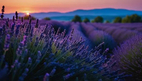 lavender field,lavender fields,provence,lavender cultivation,lavenders,the lavender flower,Photography,General,Fantasy